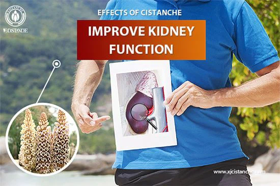 Cistanche to treat kidney Cistanche to treat kidney