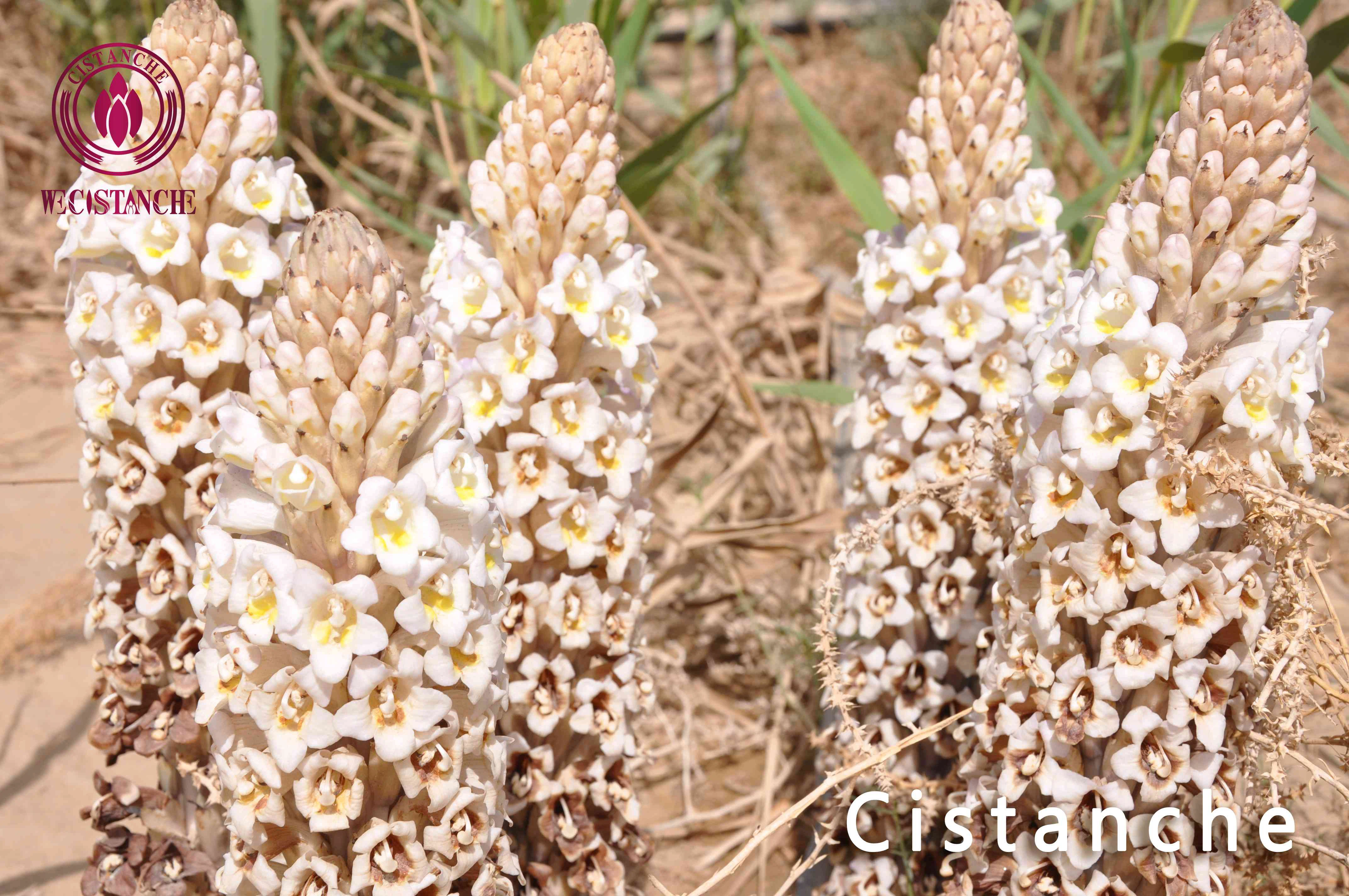 Cistanche help treating kidney disease Cistanche help treating kidney disease