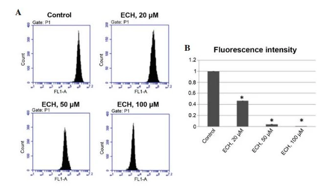 ECH reduces MMP in SW1990 cells. (A) Cells were treated with different doses of ECH and MMP was assessed by a TMRM Assay kit. (B) Quantification of fluorescence intensity in (A). (* P<0.001, compared with control). ECH, echinacoside; MMP, mitochondrial membrane potential; TMRM, tetramethylrhodamine methyl ester. ECH reduces MMP in SW1990 cells. (A) Cells were treated with different doses of ECH and MMP was assessed by a TMRM Assay kit. (B) Quantification of fluorescence intensity in (A). (* P<0.001, compared with control). ECH, echinacoside; MMP, mitochondrial membrane potential; TMRM, tetramethylrhodamine methyl ester.