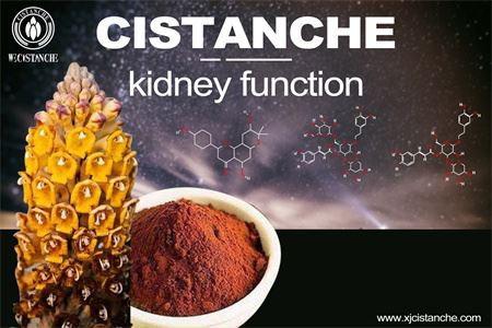 Cistanche-chronic kidney disease