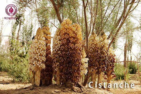 Cistanche tubulosa phenylethanoid glycosides Cistanche tubulosa phenylethanoid glycosides