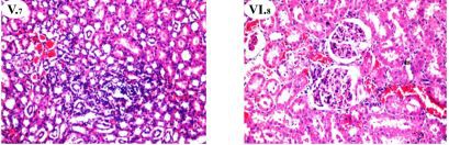 gure 1. Histopathological findings of rat kidney protection by A. hierochuntica extracts (Hematoxylin-Eosin (HE), 200X).  Histopathological nephrotoxicity induction. G