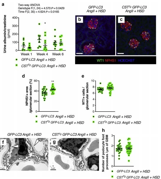 autophagy autophagy