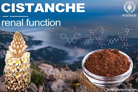 Cistanche-kidney function Cistanche-kidney function