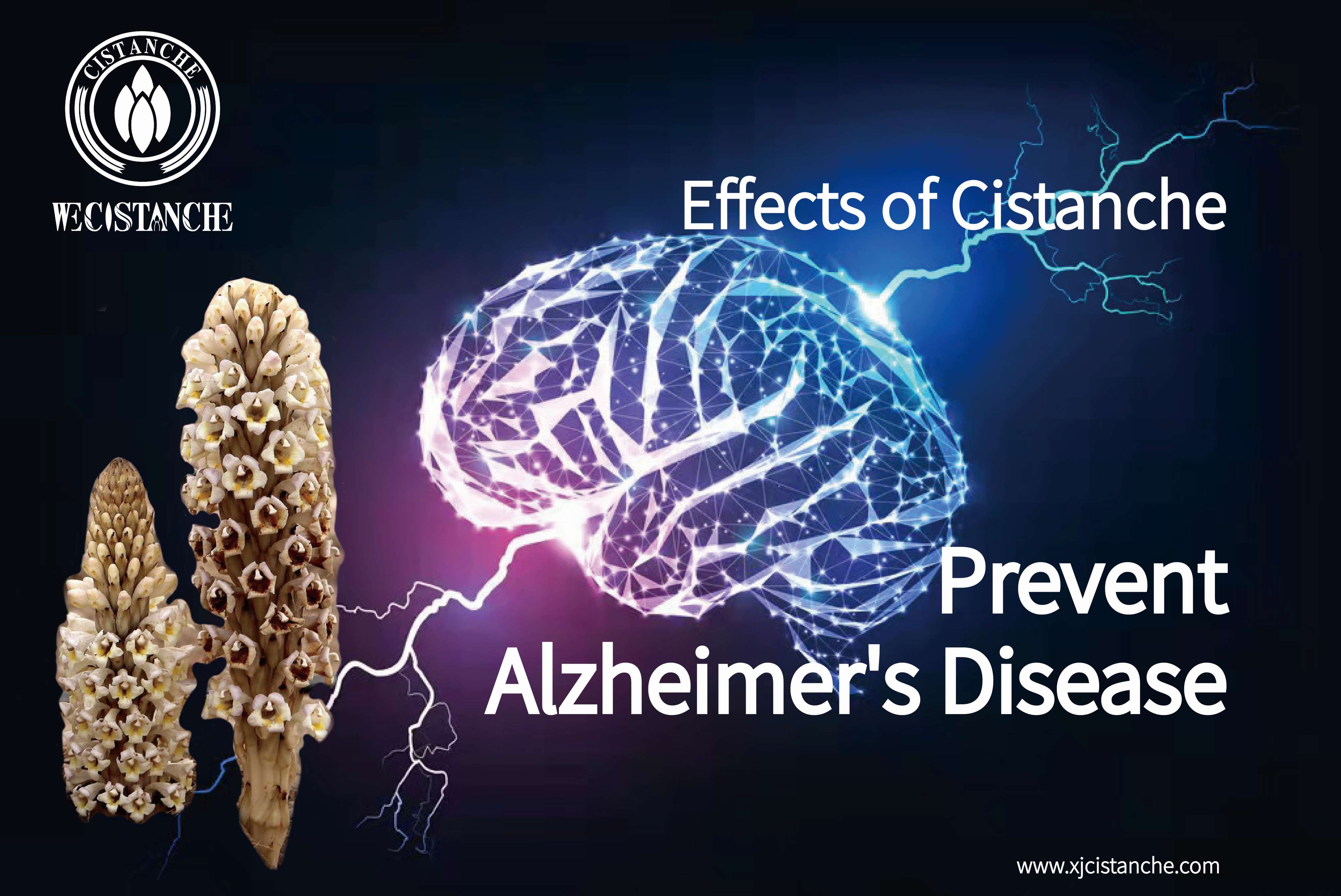 prevent alzheimer's disease of cistanche