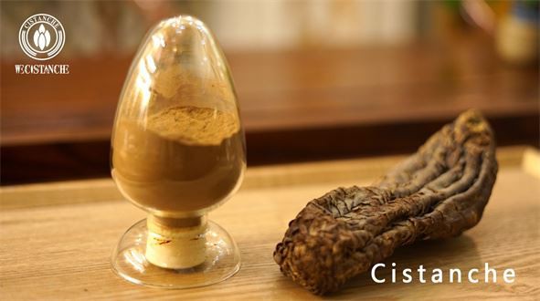 cistanche & cistanche extract