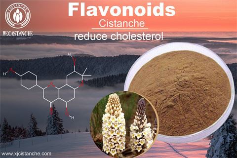 cistanche experience