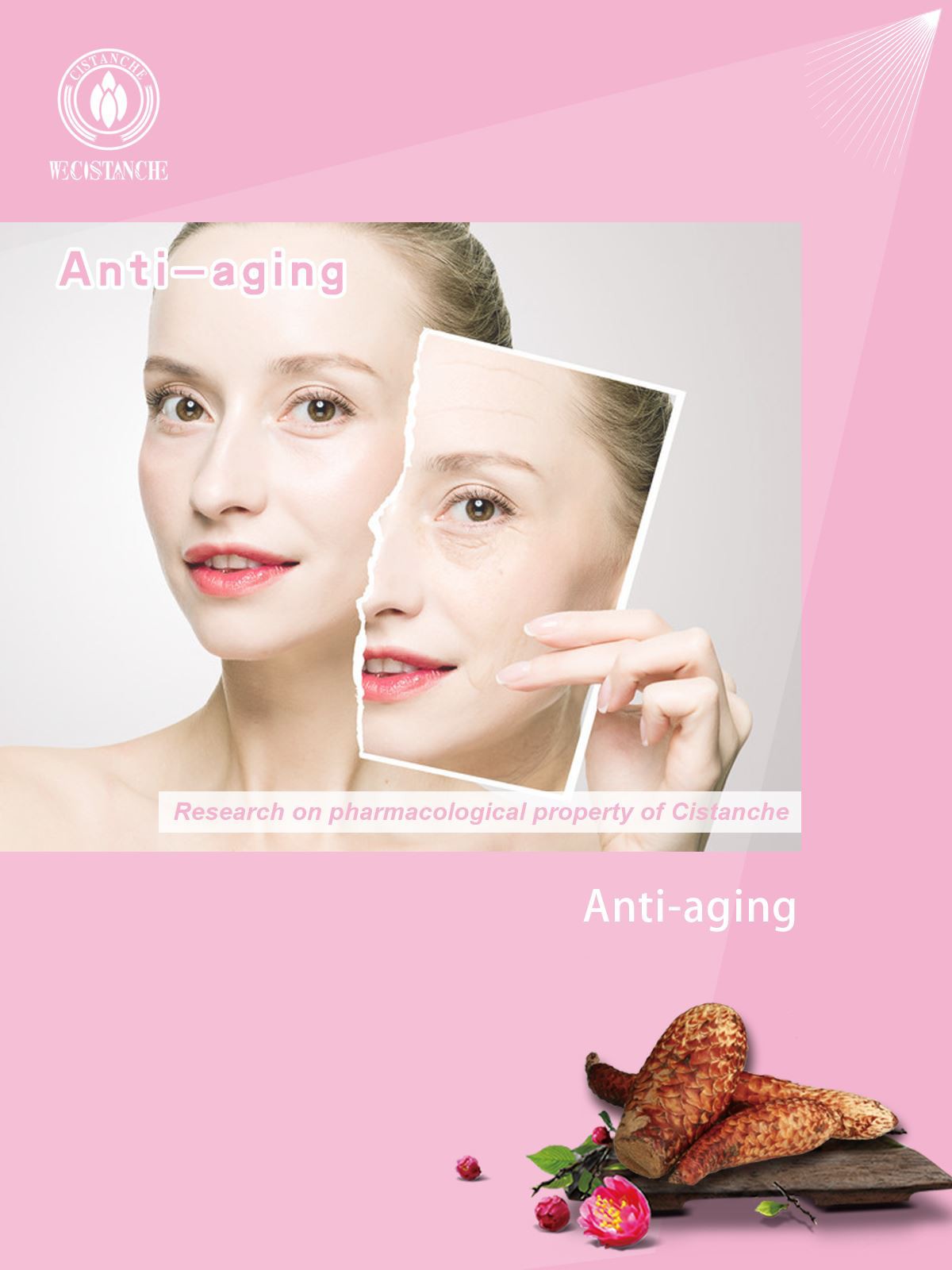 Cistanche has the effect on anti-aging Cistanche has the effect on anti-aging