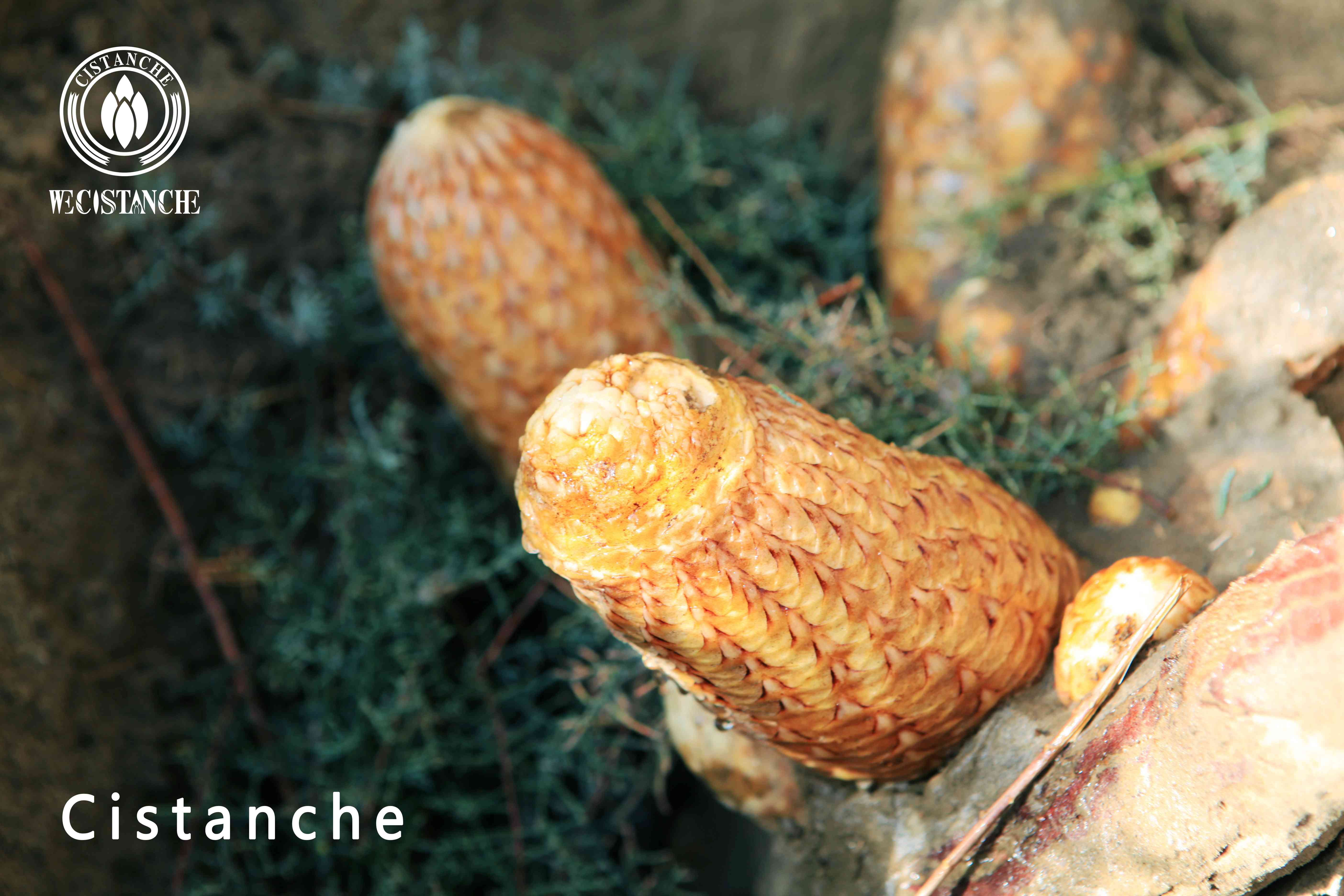 where to buy cistanche