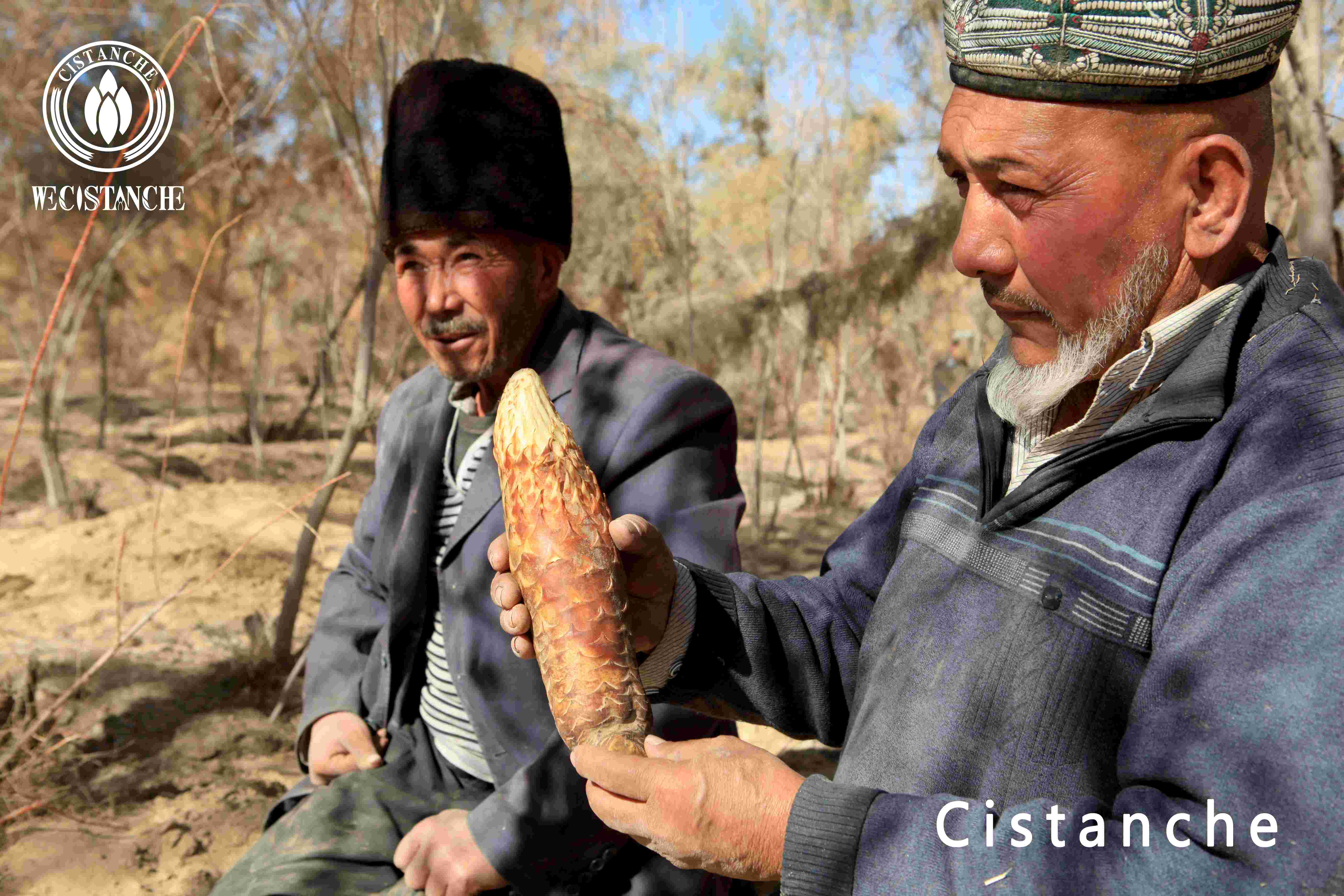 cistanche supplier