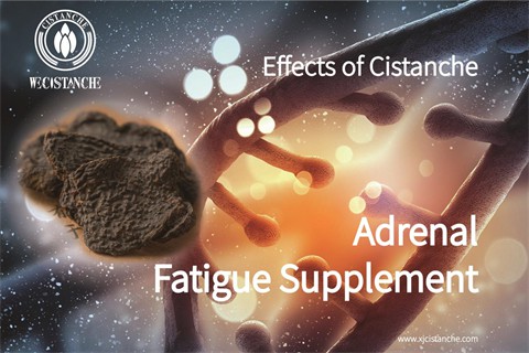 cistanche uses:relieve adrenal fatigue2 cistanche uses:relieve adrenal fatigue2