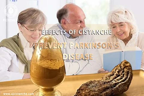 Cistanche for Anti-Parkinson's Disease Cistanche for Anti-Parkinson's Disease