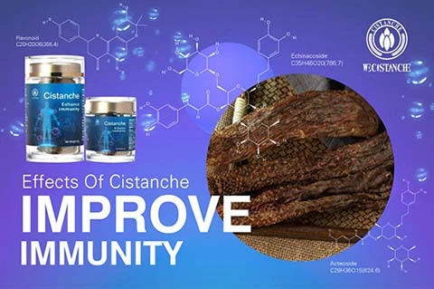 Improving immunity Cistanche Improving immunity Cistanche