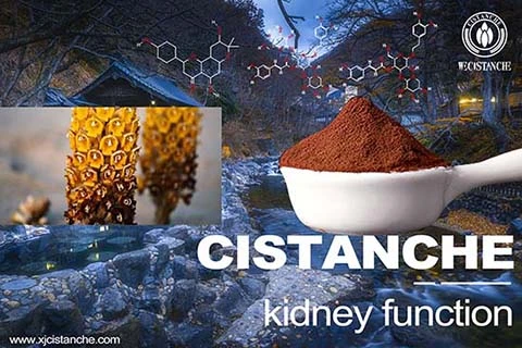 reduce creatinine cistanche 