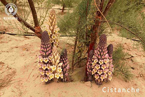 How cistanche treats anemia by improving kidney function