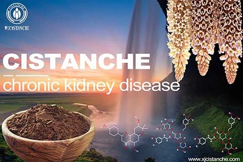 Cistanche-chronickidney disease-1(79) Cistanche-chronickidney disease-1(79)