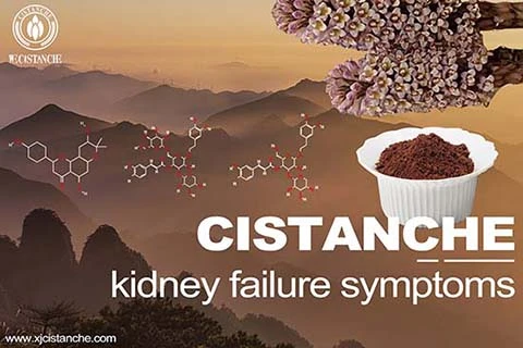 Cistanche-kidney failure symptoms-2(62) Cistanche-kidney failure symptoms-2(62)