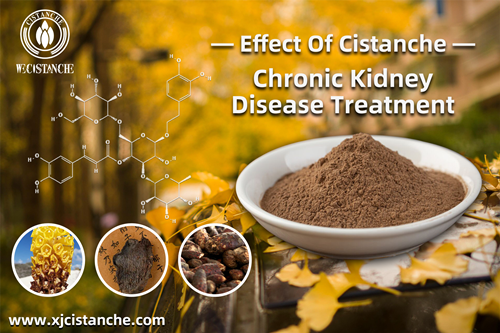 Cistanche extract benifits in Traditional Chinese Medicine