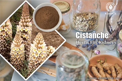 cistanche pros and cons cistanche pros and cons