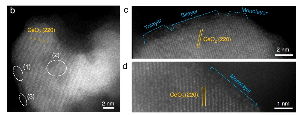 cistanche anti-oxidation research