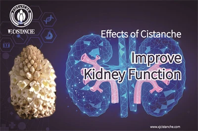  the effects of Cistanche 