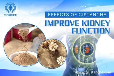  the effects of Cistanche 
