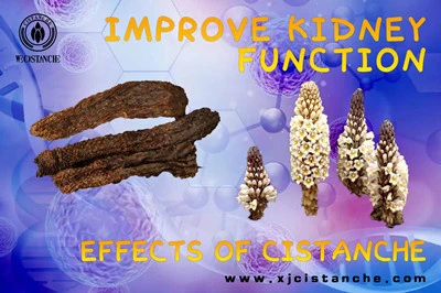 Cistanche benefits Cistanche benefits