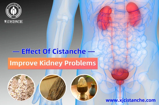 BEST HERBS FOR KIDNEY DISEASE TREATMENT