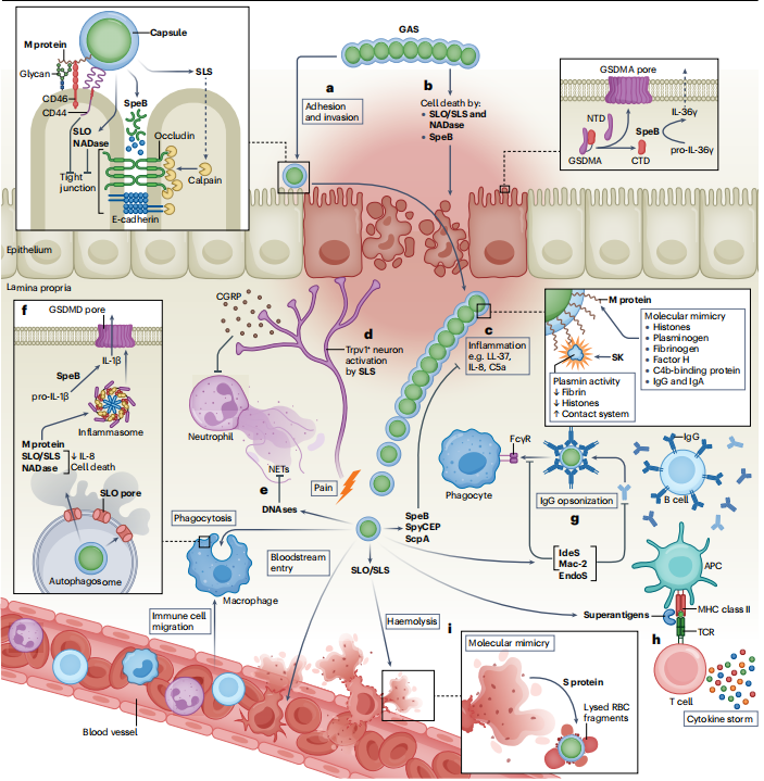 Fig. 1 | GAS virulence factors and their roles in cell adherence, invasion, and immune evasion. a, Fig. 1 | GAS virulence factors and their roles in cell adherence, invasion, and immune evasion. a,