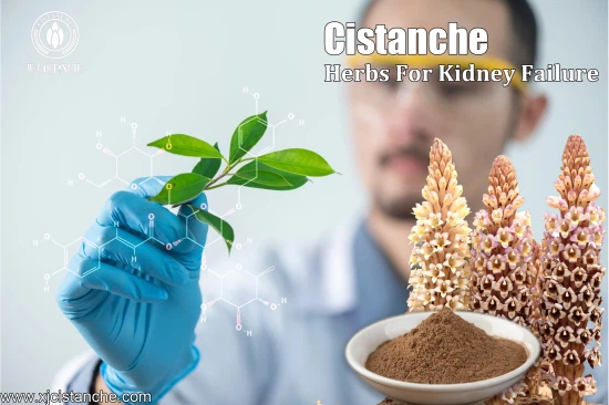 herbal formulation for kidney disease