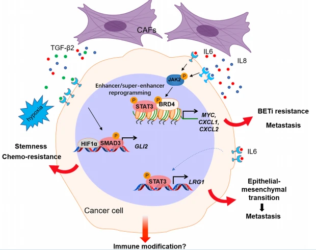 Fig. 1 CAFs regulate tumor progression and therapeutic response. Our recent work demonstrated that CAFs promote tumor progression and therapeutic resistance through diverse mechanisms. CAFs secrete IL6 and IL8, which activate the JAK2-STAT3 pathway. JAK2-dependent phosphorylated BRD4 interacts with STAT3 to modulate chromatin remodeling (enhancer/super-enhancer reprogramming) and promote oncogene expression, leading to BETi resistance and tumor progression. IL6 also induces LRG1 expression through STAT3-dependent transactivation, which promotes EMT and metastasis. CAF-secreted TGF-β2 induced the expression of GLI2, which synergizes with hypoxia-induced HIF1α to promote CRC stemness and chemoresistance Fig. 1 CAFs regulate tumor progression and therapeutic response. Our recent work demonstrated that CAFs promote tumor progression and therapeutic resistance through diverse mechanisms. CAFs secrete IL6 and IL8, which activate the JAK2-STAT3 pathway. JAK2-dependent phosphorylated BRD4 interacts with STAT3 to modulate chromatin remodeling (enhancer/super-enhancer reprogramming) and promote oncogene expression, leading to BETi resistance and tumor progression. IL6 also induces LRG1 expression through STAT3-dependent transactivation, which promotes EMT and metastasis. CAF-secreted TGF-β2 induced the expression of GLI2, which synergizes with hypoxia-induced HIF1α to promote CRC stemness and chemoresistance