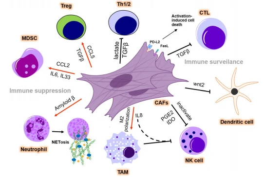Fig. 2 CAFs modulate the immunosuppressive microenvironment. CAFs promote immune suppression and abolish immune surveillance in the TME. CAFs secrete TGFβ and CCL5 to differentiate naïve T cells into Tregs and to recruit Tregs. CCL2, IL6, and IL33 secreted by CAFs help to recruit MDSCs and strengthen their immunosuppressive function. CAFs promote NETosis and M2 polarization of TMAs in the TME by releasing amyloid β or IL8. However, TGF-β secreted by CAFs suppresses Th cell function and reduces CTL infiltration. The expression of PD-L2 and FasL induces AICD in CTLs. CAFs can suppress the DC-mediated antitumor T cell response and inactivate NK cell-mediated tumor killing by PGE2 and IDO secretion. TME: tumor microenvironment; Th: T helper cell; Treg: regulatory T cell; MDSC: myeloid-derived suppressor cell; TAM: tumor-associated macrophage; NK cell: natural killer cell; AICD: activation-induced cell death Fig. 2 CAFs modulate the immunosuppressive microenvironment. CAFs promote immune suppression and abolish immune surveillance in the TME. CAFs secrete TGFβ and CCL5 to differentiate naïve T cells into Tregs and to recruit Tregs. CCL2, IL6, and IL33 secreted by CAFs help to recruit MDSCs and strengthen their immunosuppressive function. CAFs promote NETosis and M2 polarization of TMAs in the TME by releasing amyloid β or IL8. However, TGF-β secreted by CAFs suppresses Th cell function and reduces CTL infiltration. The expression of PD-L2 and FasL induces AICD in CTLs. CAFs can suppress the DC-mediated antitumor T cell response and inactivate NK cell-mediated tumor killing by PGE2 and IDO secretion. TME: tumor microenvironment; Th: T helper cell; Treg: regulatory T cell; MDSC: myeloid-derived suppressor cell; TAM: tumor-associated macrophage; NK cell: natural killer cell; AICD: activation-induced cell death
