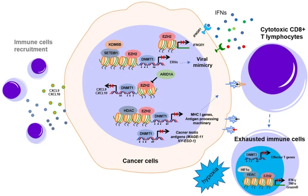 Fig. 3 Epigenetic regulation of the immune response in the tumor microenvironment. DNA methylation and histone modification regulate the tumor immune response in the TME. The epigenetic mechanisms of DNA methylation induced by DNMT, transcriptional suppression by EZH2, and HDAC play crucial roles in immune-related signal inactivation, immune cell recruitment, antigen processing and presentation, and immune cell exhaustion by suppressing the expression of ERVs, MHC I genes, antigen processing machinery, and cancer testis antigens in the TME. TME: tumor microenvironment; IFNs: interferons Fig. 3 Epigenetic regulation of the immune response in the tumor microenvironment. DNA methylation and histone modification regulate the tumor immune response in the TME. The epigenetic mechanisms of DNA methylation induced by DNMT, transcriptional suppression by EZH2, and HDAC play crucial roles in immune-related signal inactivation, immune cell recruitment, antigen processing and presentation, and immune cell exhaustion by suppressing the expression of ERVs, MHC I genes, antigen processing machinery, and cancer testis antigens in the TME. TME: tumor microenvironment; IFNs: interferons