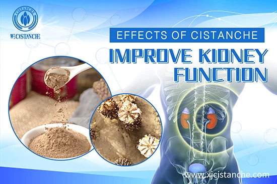effects of cistanche-improve kidney function (3) effects of cistanche-improve kidney function (3)