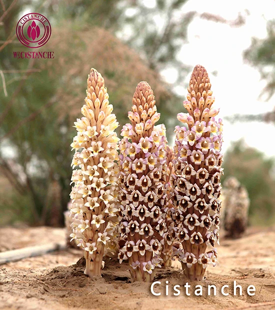 cistanche deserticola ma cistanche deserticola ma